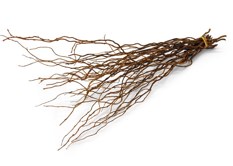Picture of Curly Willow Bundle 50-60cm